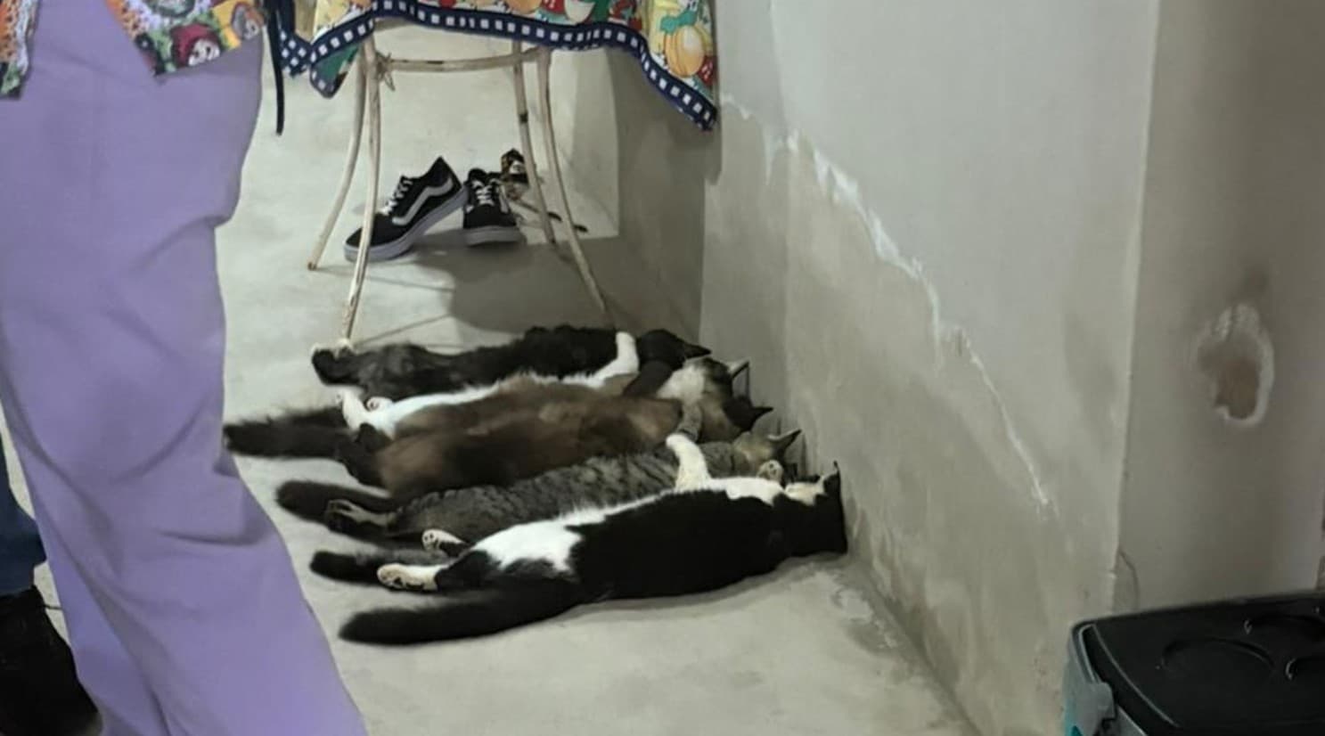 Sangue de gatos era vendido por até R$ 800 após coletas clandestinas no interior de SP, diz investigação