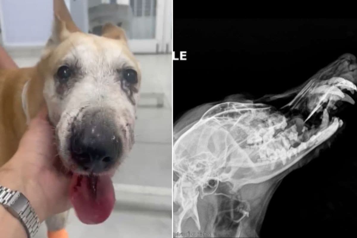 Cadela atacada por American Bully tem focinho fraturado; raio-X revela lesões